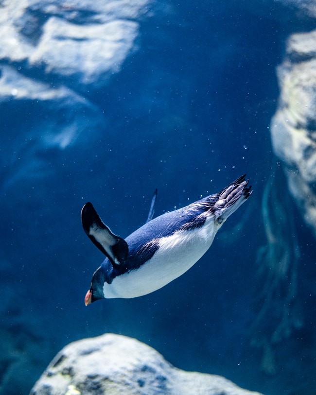 Un pingouin plongeant ou nageant dans l'eau