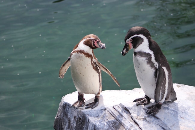 deux pingouins, qui ressemblent à des bébés en raison de leur petite taille, sur un rocher