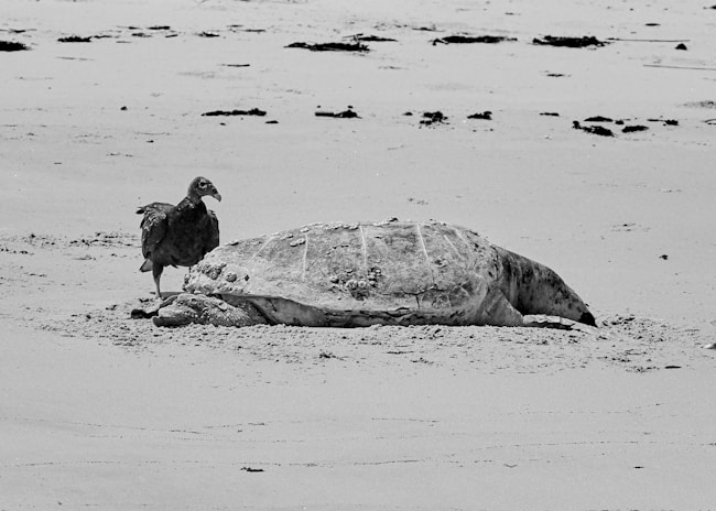 Un vautour à côté de ce qui ressemble à une tortue géante