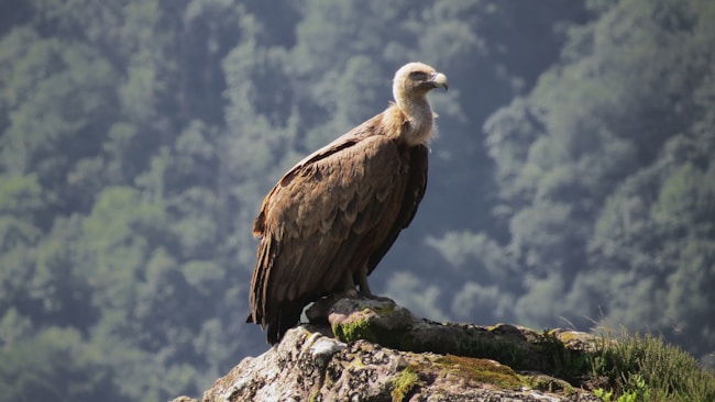 Un vautour impérial perché sur un rocher à la recherche de sa prochaine proie.